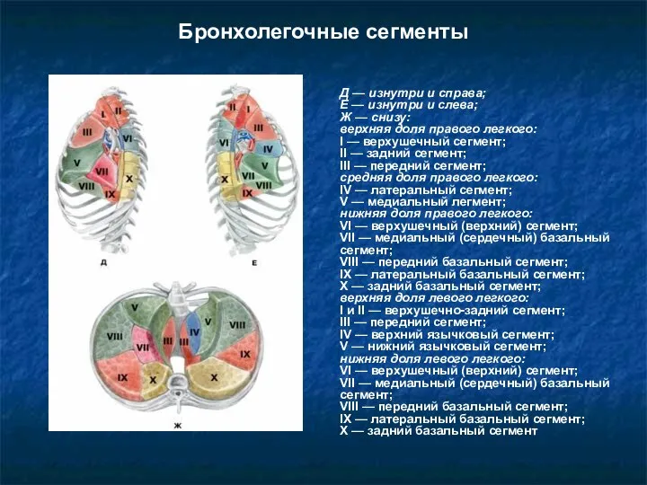 Бронхолегочные сегменты Д — изнутри и справа; Е — изнутри и слева;