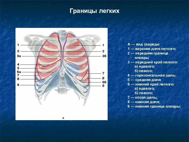 Границы легких А — вид спереди: 1 — верхняя доля легкого; 2