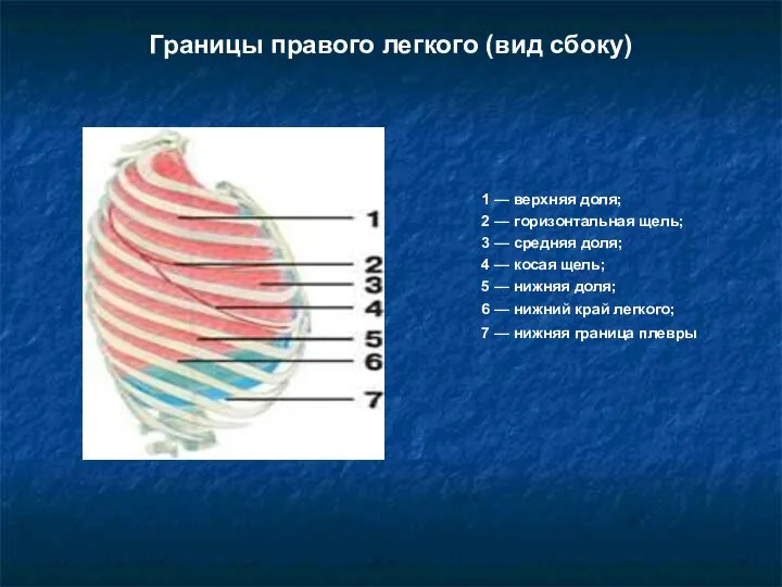 Границы правого легкого (вид сбоку) 1 — верхняя доля; 2 — горизонтальная