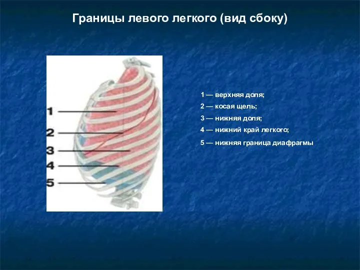 Границы левого легкого (вид сбоку) 1 — верхняя доля; 2 — косая