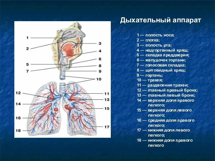 1 — полость носа; 2 — глотка; 3 — полость рта; 4