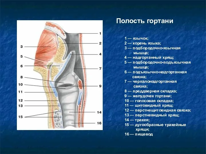 1 — язычок; 2 — корень языка; 3 — подбородочно-язычная мышца; 4