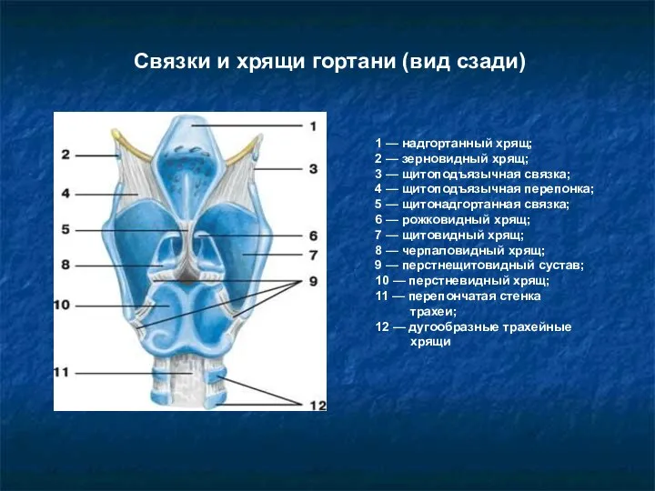1 — надгортанный хрящ; 2 — зерновидный хрящ; 3 — щитоподъязычная связка;