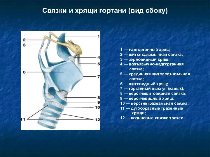 Связки и хрящи гортани (вид сбоку) 1 — надгортанный хрящ; 2 —