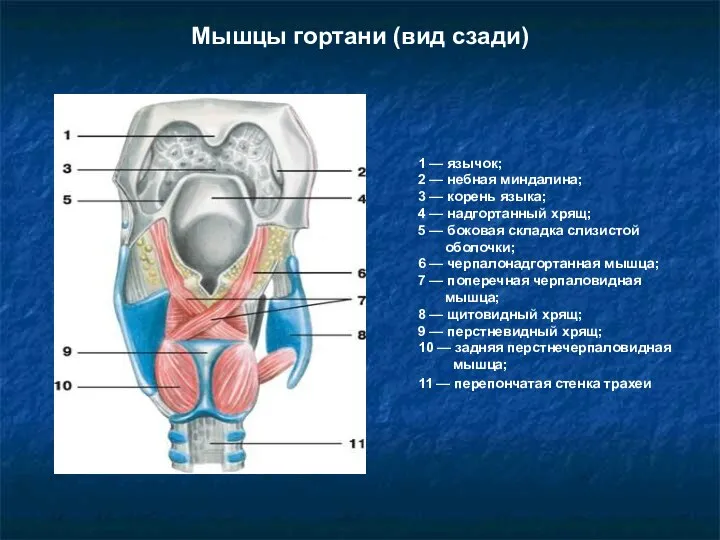 Мышцы гортани (вид сзади) 1 — язычок; 2 — небная миндалина; 3