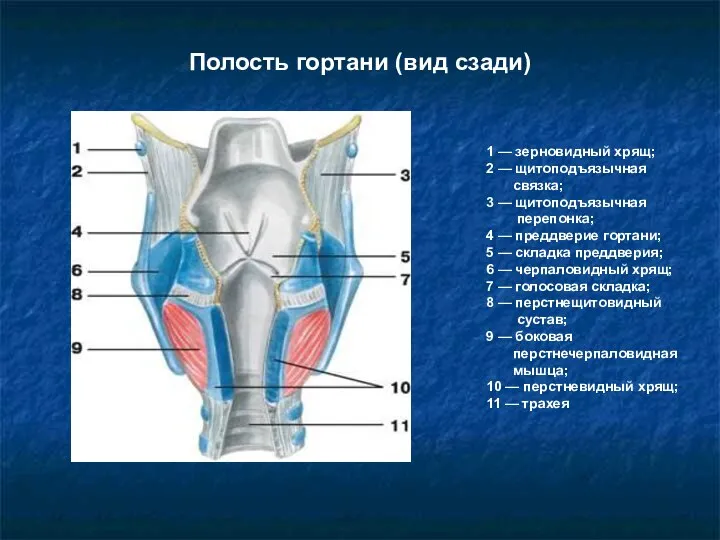 Полость гортани (вид сзади) 1 — зерновидный хрящ; 2 — щитоподъязычная связка;