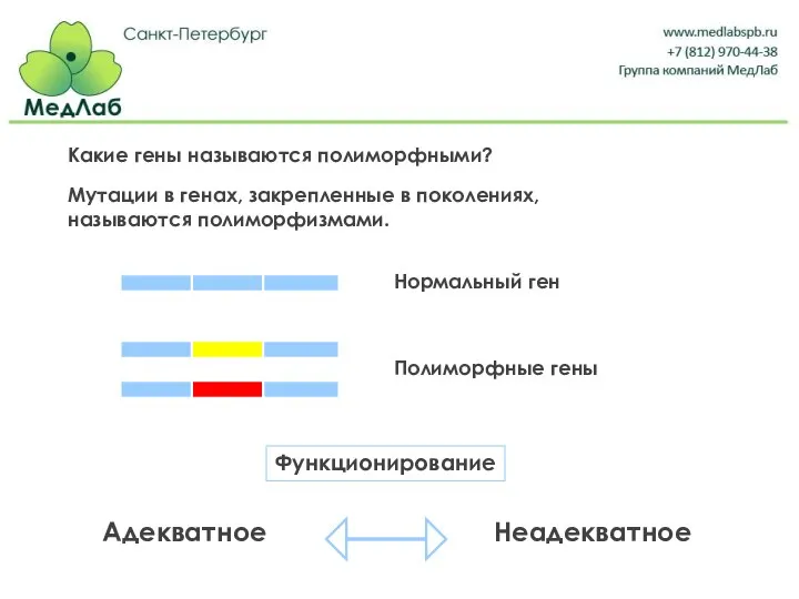 Какие гены называются полиморфными? Мутации в генах, закрепленные в поколениях, называются полиморфизмами. Адекватное Неадекватное