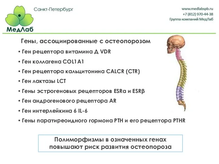 Гены, ассоциированные с остеопорозом Ген рецептора витамина Д VDR Ген коллагена COL1A1