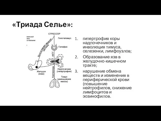 «Триада Селье»: гипертрофия коры надпочечников и инволюция тимуса, селезенки, лимфоузлов; Образование язв