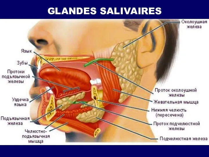 GLANDES SALIVAIRES