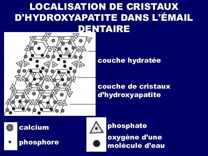 LOCALISATION DE CRISTAUX D'HYDROXYAPATITE DANS L'ÉMAIL DENTAIRE couche hydratée couche de cristaux