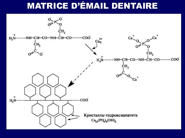 MATRICE D’ÉMAIL DENTAIRE