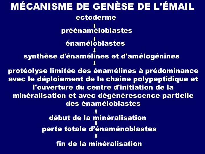 MÉCANISME DE GENÈSE DE L'ÉMAIL ectoderme préénaméloblastes énaméloblastes synthèse d'énamélines et d'amélogénines