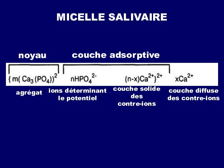 MICELLE SALIVAIRE noyau couche adsorptive agrégat ions déterminant le potentiel couche solide