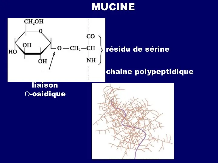 MUCINE résidu de sérine chaine polypeptidique liaison О-osidique