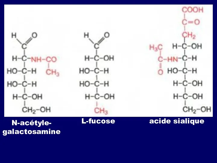 N-acétyle- galactosamine L-fucose acide sialique