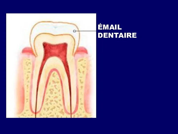 ÉMAIL DENTAIRE