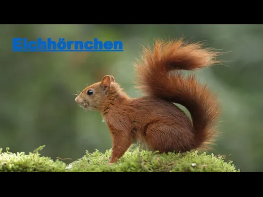 Eichhörnchen