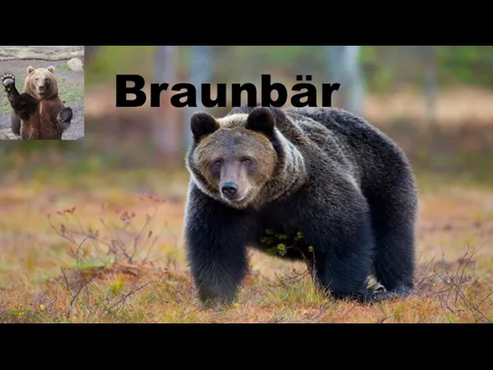 Braunbär