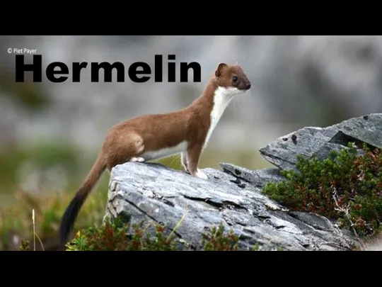 Hermelin