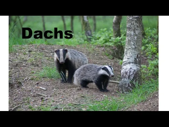 Dachs