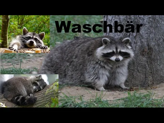 Waschbär