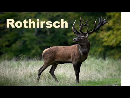 Rothirsch Rothirsch