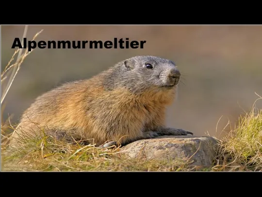 Alpenmurmeltier