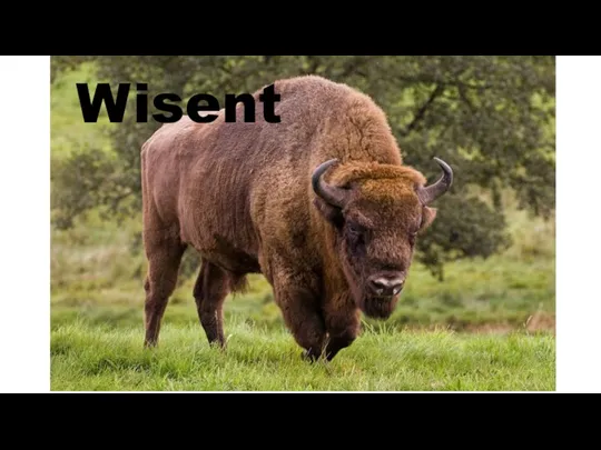 Wisent