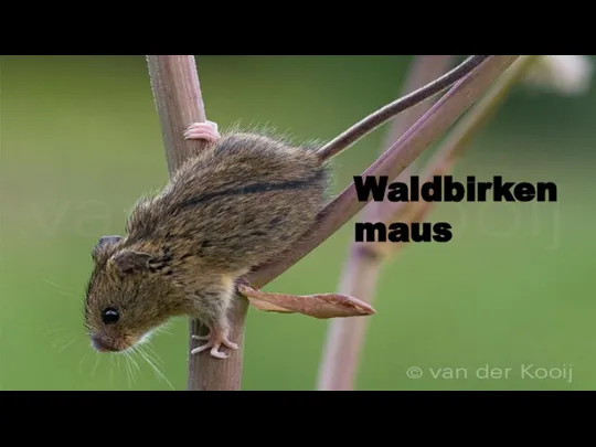 Waldbirkenmaus