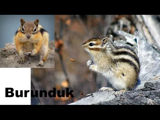 Burunduk