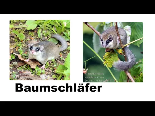 Baumschläfer