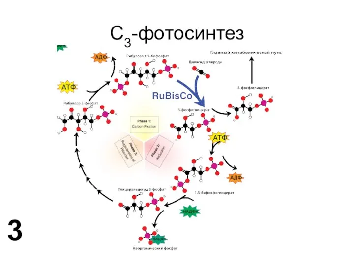 C3-фотосинтез 3