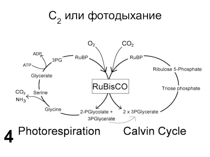 C2 или фотодыхание 4