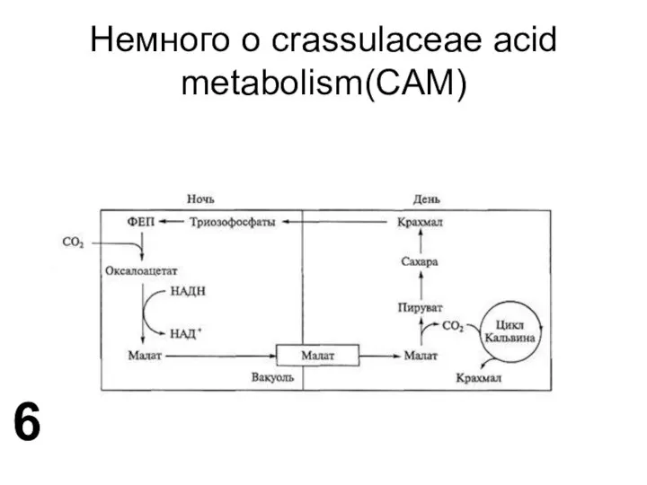 Немного о crassulaceae acid metabolism(CAM) 6