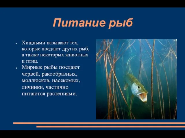 Питание рыб Хищными называют тех, которые поедают других рыб, а также некоторых