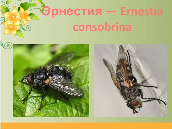 Эрнестия — Ernestia consobrina