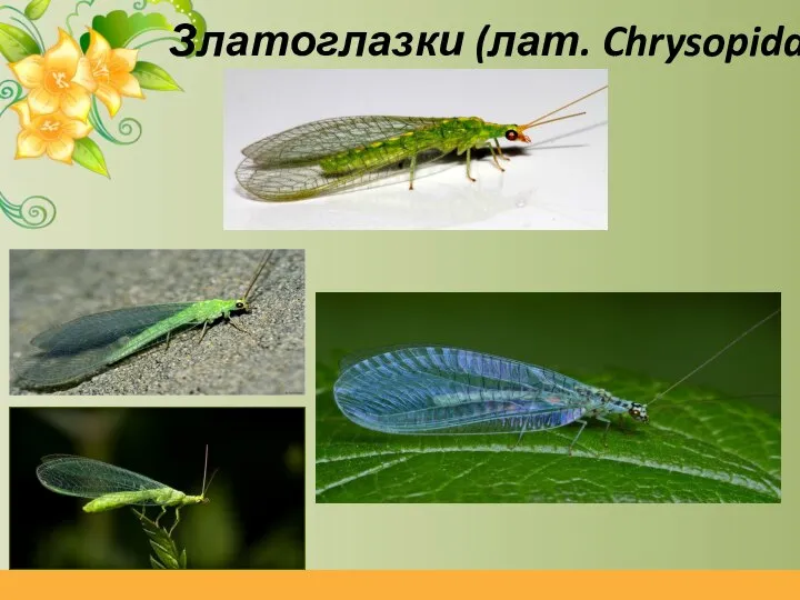 Златоглазки (лат. Chrysopidae)