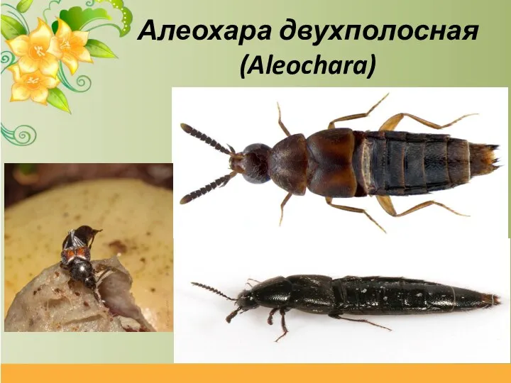 Алеохара двухполосная (Aleochara)