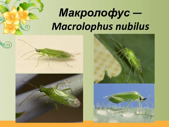 Макролофус — Macrolophus nubilus