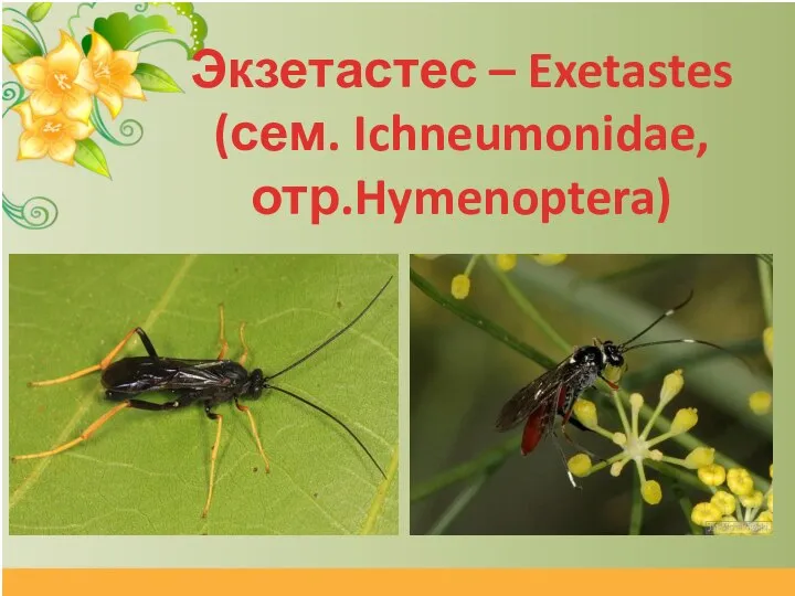 Экзетастес – Exetastes (сем. Ichneumonidae, отр.Hymenoptera)