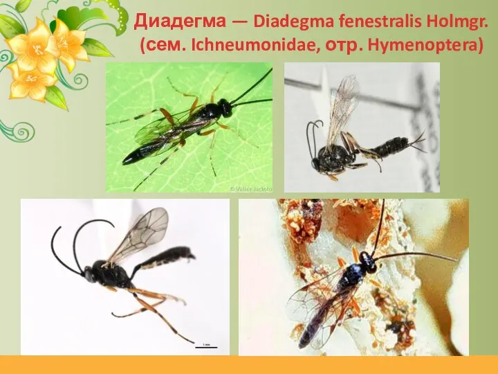 Диадегма — Diadegma fenestralis Holmgr. (сем. Ichneumonidae, отр. Hymenoptera)