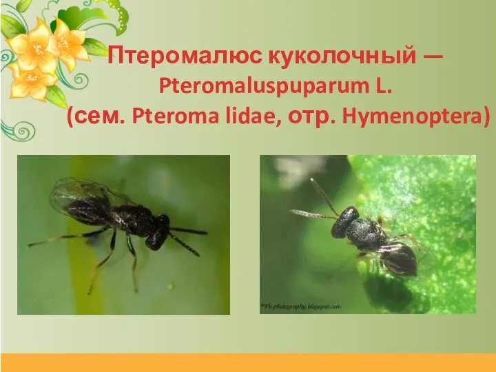 Птеромалюс куколочный — Pteromaluspuparum L. (сем. Pteroma­ lidae, отр. Hymenoptera)