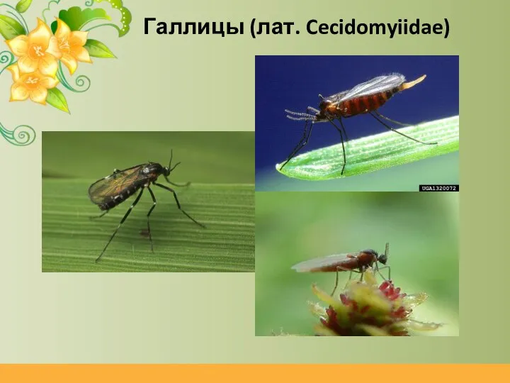 Галлицы (лат. Cecidomyiidae)