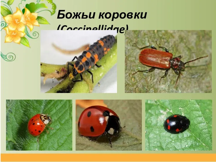 Божьи коровки (Coccinellidae)