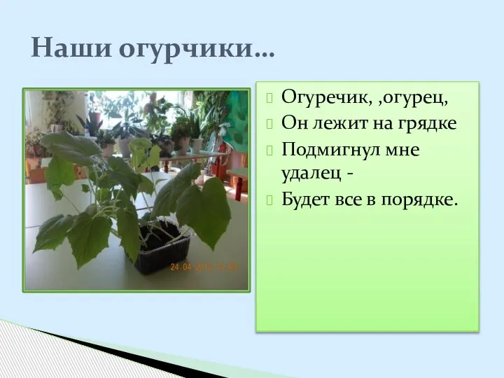 Огуречик, ,огурец, Он лежит на грядке Подмигнул мне удалец - Будет все в порядке. Наши огурчики…