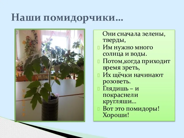 Они сначала зелены,тверды, Им нужно много солнца и воды. Потом,когда приходит время