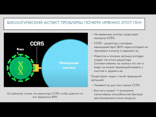 БИОЛОГИЧЕСКИЙ АСПЕКТ ПРОБЛЕМЫ. ПОЧЕМУ ИМЕННО ЭТОТ ГЕН? На иммунных клетках существует молекула