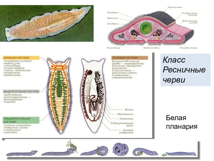 Класс Ресничные черви Белая планария