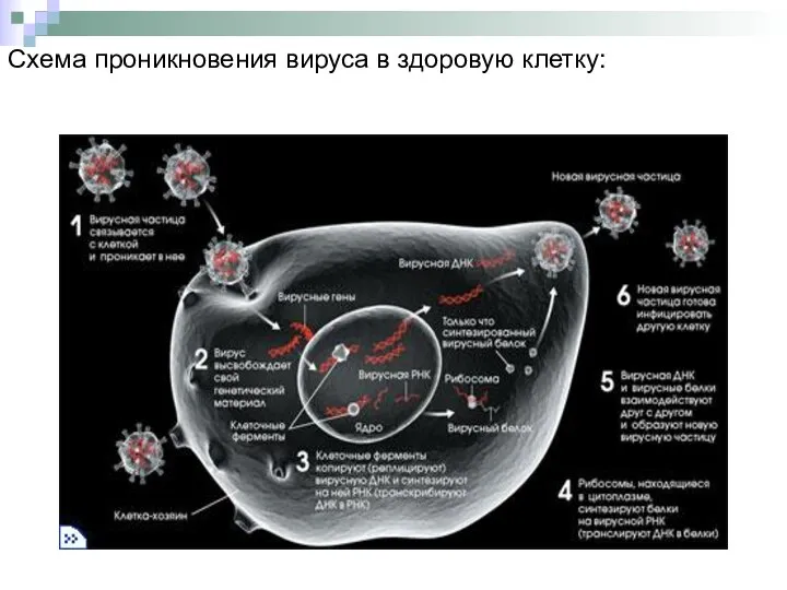 Схема проникновения вируса в здоровую клетку: